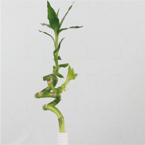 نبتة ساق البامبو مجهزة في اصيص ابيض