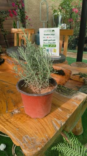 نبات الشيح (Artemisia)