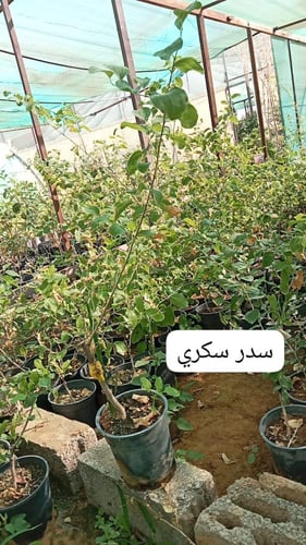 شتلة سدر سكري او كما يعرف ب Ziziphus spina-christi...