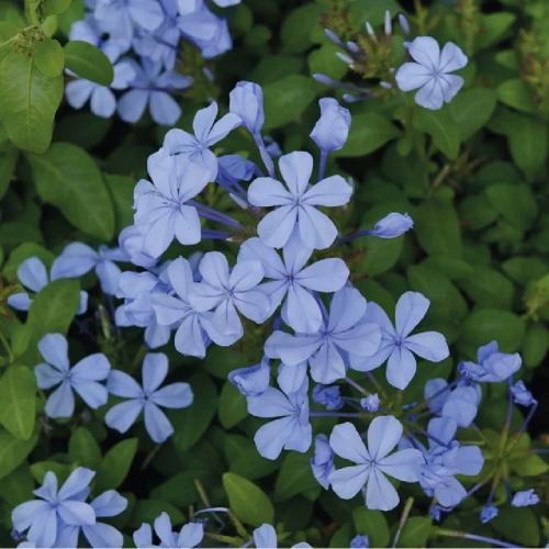 نبات الياسمين الأزرق او ما يسمى ب Jacquemontia pen...