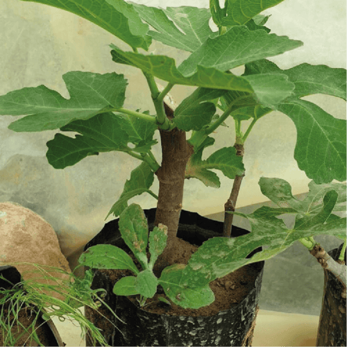 تين تركي براون Ficus carica