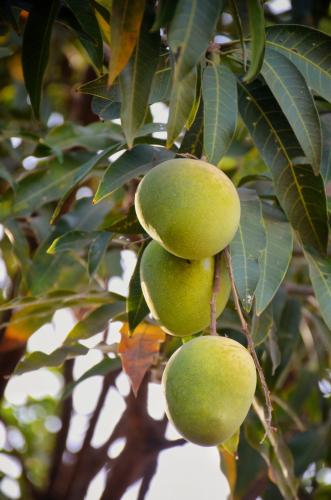 كيس شتلة ( مانجو صديقي )