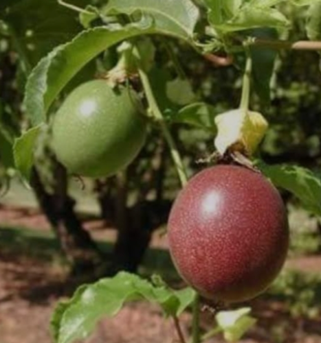 كيس شتله (باشن فروت)