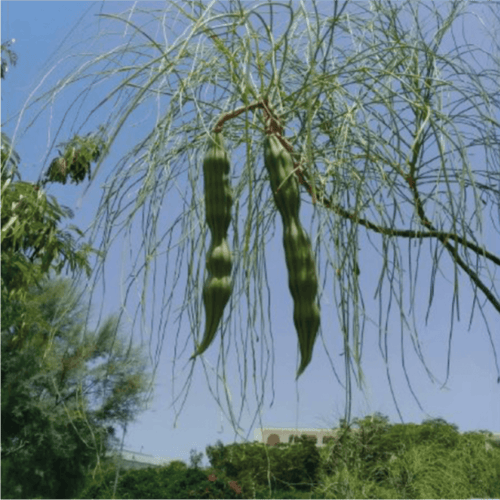 مورنجا عربي او Moringa Peregrina