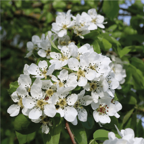 شجرة الكمثرى او الاجاص و اسمها العلمي Pyrus commun...