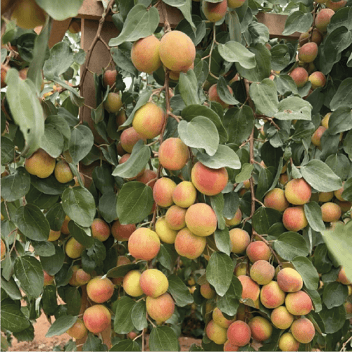 شتلة سدر ملكي بدون نواء كبير مركن 28 او كما يعرف ب...