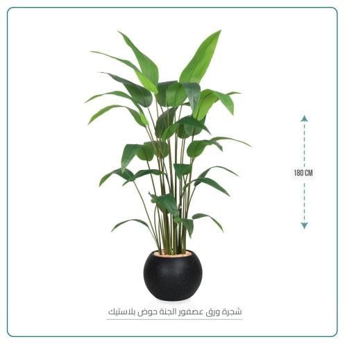 شجر ورق عصفور الجنه حوض بلاستيك