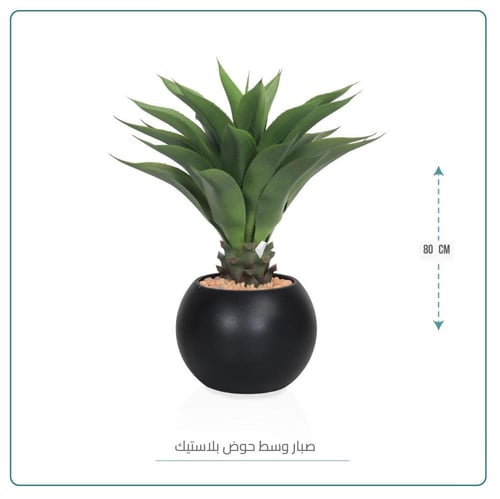 صبار وسط حوض بلاستيك