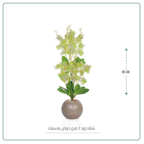 شتلة ورد 2فرع حوض بلاستيك