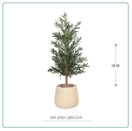 شجرة زيتون حوض فيبر