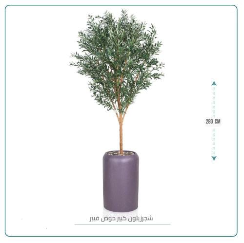 شجرة زيتون كبيرة حوض فيبر