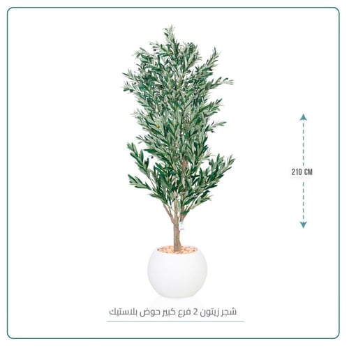 شجر زيتون 2 فرع كبير حوض بلاستيك