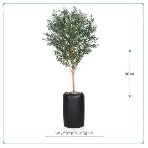 شجرة زيتون كبيرة حوض فيبر