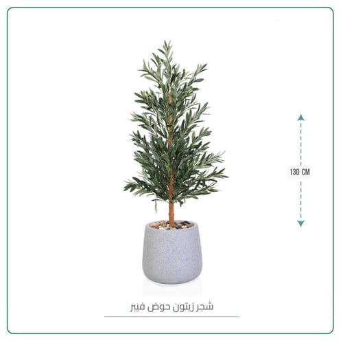 شجرة زيتون حوض فيبر