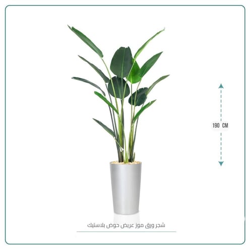 شجر ورق موز عريض حوض بلاستيك
