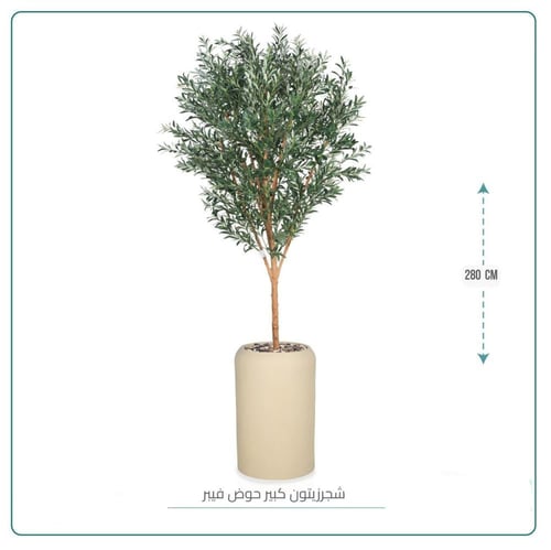 شجرة زيتون كبيرة حوض فيبر