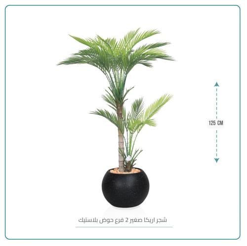 شجر اريكا صغير 2 فرع حوض بلاستيك