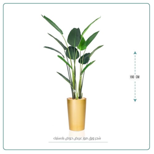 شجر ورق موز عريض حوض بلاستيك