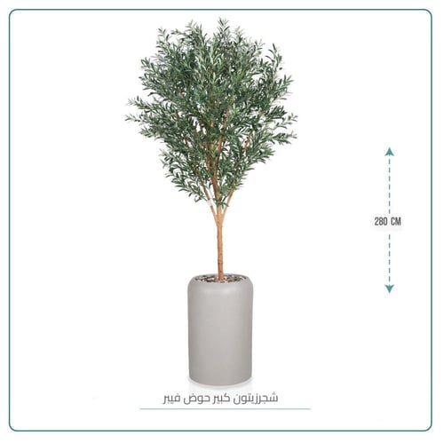شجرة زيتون كبيرة حوض فيبر