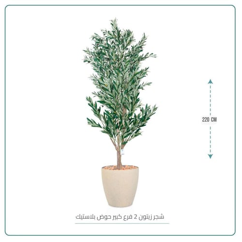 شجر زيتون 2 فرع كبير حوض بلاستيك