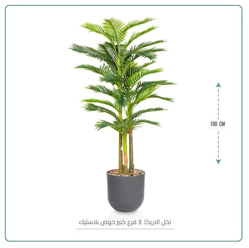 نخل الاريكا 3 فرع كبير حوض بلاستيك