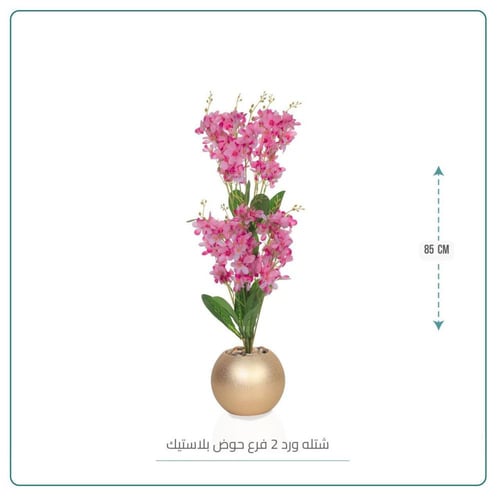 شتلة ورد 2فرع حوض بلاستيك