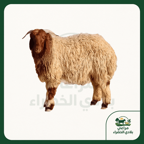 نعيمي بلدي | جبر