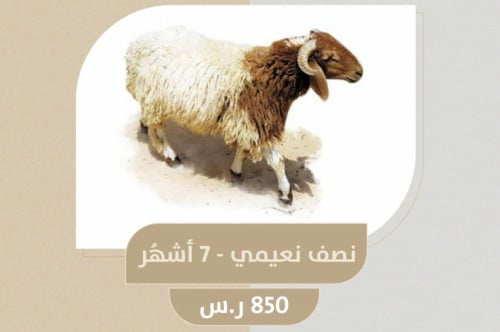 نصف نعيمي - 7 اشهر