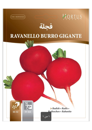 بذور فجل أحمر Burro Gigante