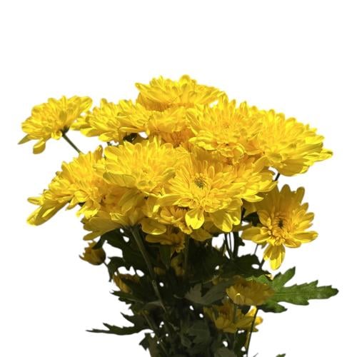 شدة كريسانتيموم - أصفر