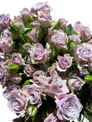 شدة بيبي روز - موف