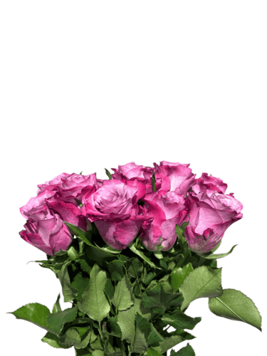 شدة جوري - بنفسجي دبل