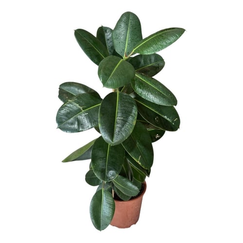 فيكس طول 120 سم