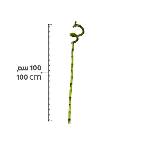 ساق بامبو صيني 100 سم