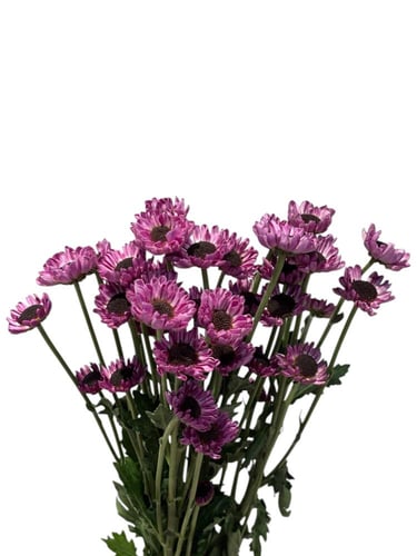 شدة بيبي كريسانتيموم - بنفسجي