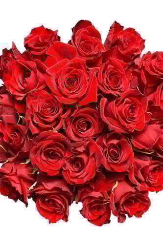 شدة جوري أحمر