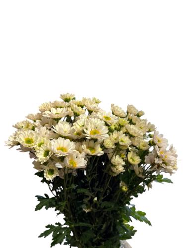 شدة بيبي كريسانتيموم - بيج