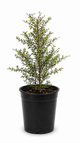 Wild desert jujube