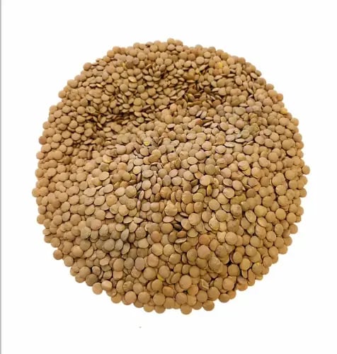 عدس اخضر