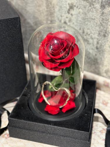 وردة دائمة حمراء 2025