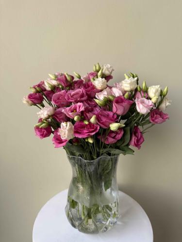 رقة الإستوما