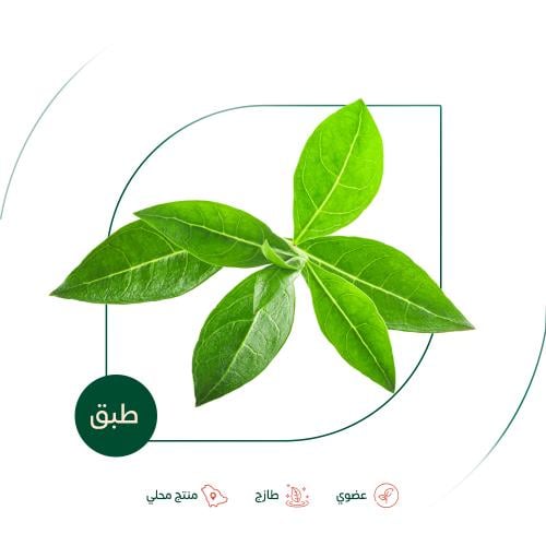 اوراق الحناء الطازجة عضوية مزرعة بيت الاستنبات الع...