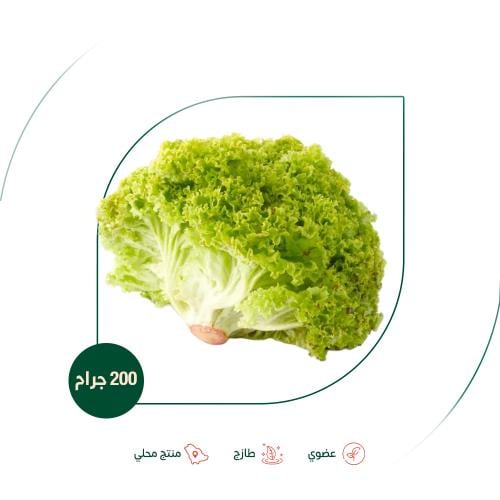 خس لولو بايوندا اخضر عضوي مزرعة الغذاء الآمن العضو...
