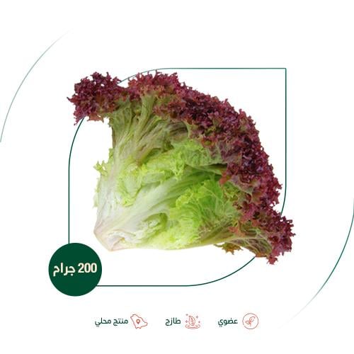 خس لولو روسا احمر عضوي مزرعة الغذاء الآمن العضوية