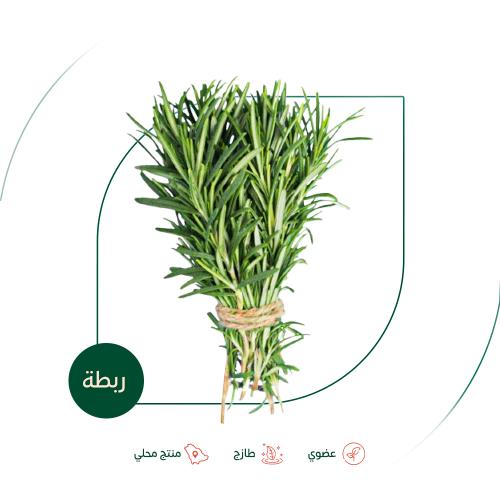 اكليل الجبل طازج عضوي مزرعة بيت الاستنبات العضوية