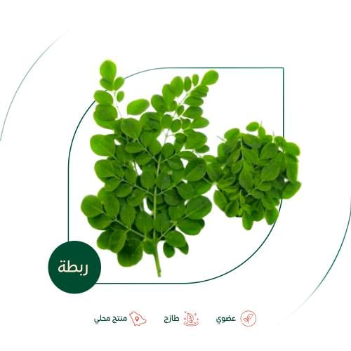 مورينجا عضوية طازجة ربطة مزرعة الطالبية