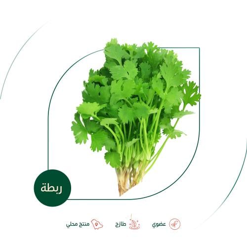 كزبرة طازجة عضوية مزرعة الغذاء الآمن العضوية