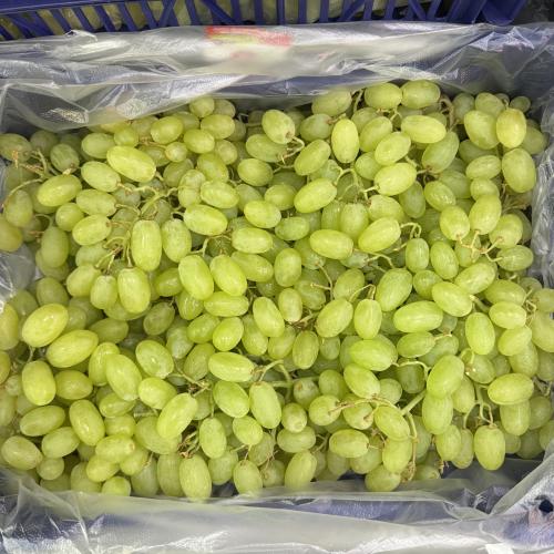 عنب ابيض بدون بذر 3.5 كيلو