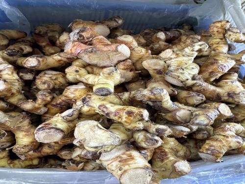 خولنجان اندنوسي 500 جرام