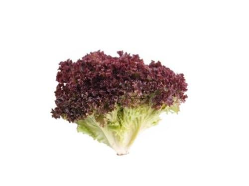 خس فرنسي لولو روسو 350 جرام